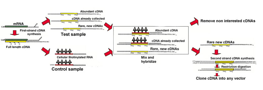 Subtractive cDNA Library Construction Service